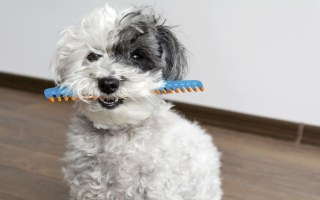 Profitable Dog Grooming Spa – Great Location!  Profitable Dog Grooming Spa – Great Location!