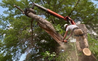 Profitable Tree Care Business with Strong Reputation – Twin Cities Metro 57650