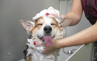 Profitable Turnkey Dog Grooming Spa for Sale Profitable Turnkey Dog Grooming Spa for Sale