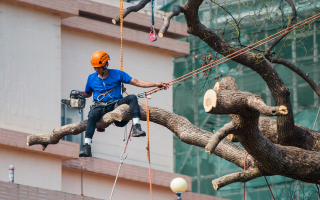 Residential/Commercial Tree Trimming & Removal Residential/Commercial Tree Trimming & Removal