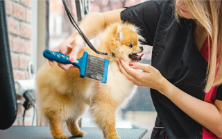 Turnkey Pet Grooming Business - Strong Cash Flow Turnkey Pet Grooming Business - Strong Cash Flow